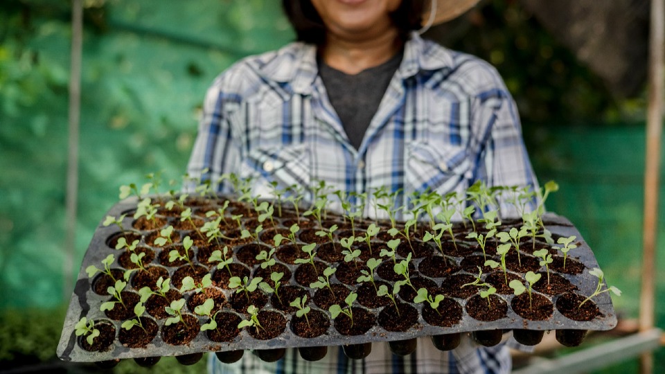Com o Programa RAMA, a ABRAS incentiva as boas práticas agrícolas em todo o país